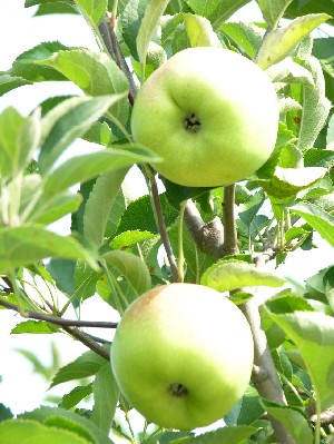 Grimes Golden - Apple Varieties